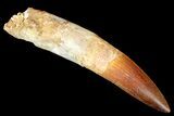 Bargain, Spinosaurus Tooth - Composite Root #178554-1